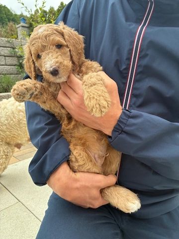 Goldendoodle F1b Welpen F1bb apricot hell dunkel