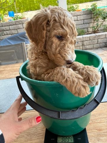 Goldendoodle F1b Welpen F1bb apricot hell dunkel
