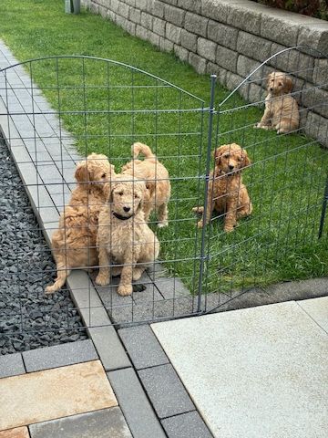 Goldendoodle F1b Welpen F1bb apricot hell dunkel