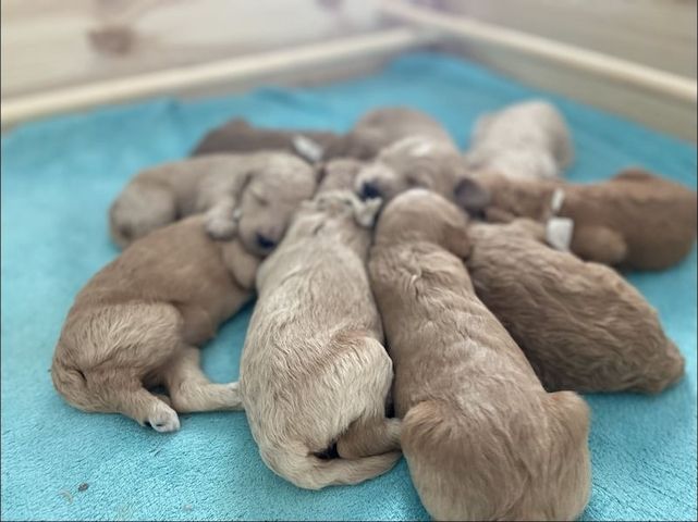 Goldendoodle F1b Welpen F1bb apricot hell dunkel