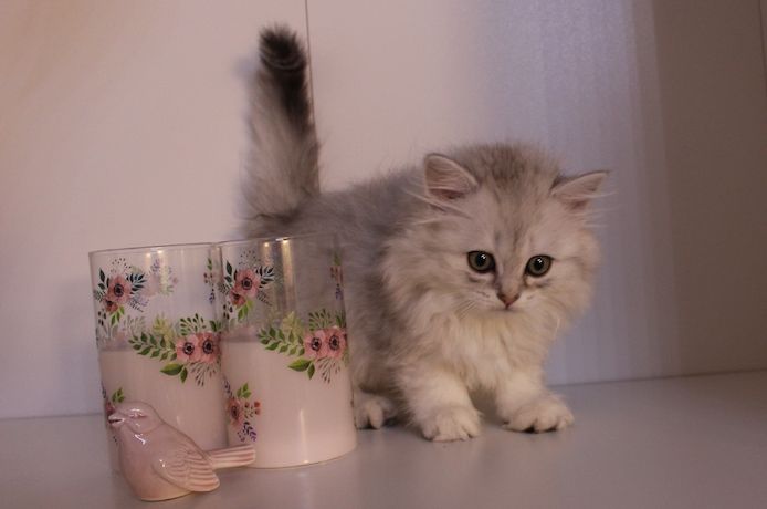 Reinrassige BKH Kitten