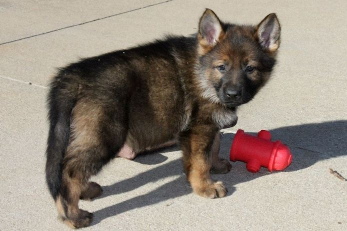 Reinrassig Deutsche Schäferhund Welpen DDR Linie