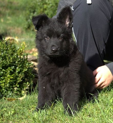 Reinrassig Deutsche Schäferhund Welpen DDR Linie