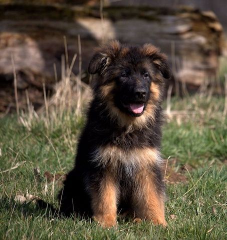Reinrassig Deutsche Schäferhund Welpen DDR Linie