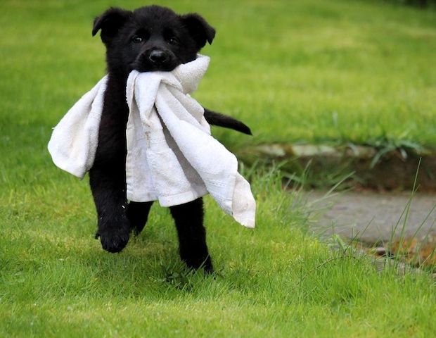 Deutsche Schäferhundwelpen