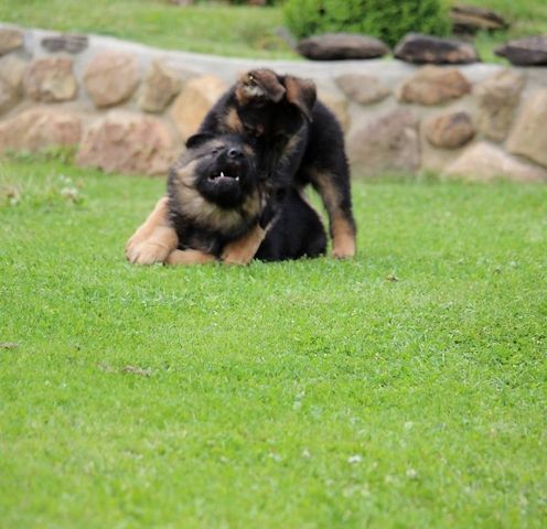 Deutsche Schäferhundwelpen
