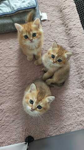 Süße Katzenbabys abzugeben – Hauskatzen Mix (Reservierung möglich)