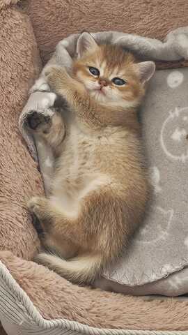 Süße Katzenbabys abzugeben – Hauskatzen Mix (Reservierung möglich)