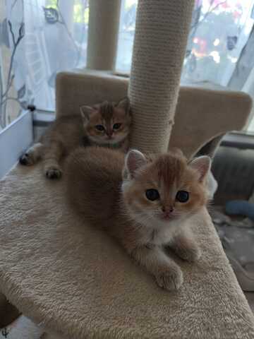 Süße Katzenbabys abzugeben – Hauskatzen Mix (Reservierung möglich)