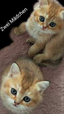 Süße Katzenbabys abzugeben – Hauskatzen Mix (Reservierung möglich)