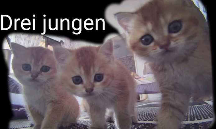 Süße Katzenbabys abzugeben – Hauskatzen Mix (Reservierung möglich)
