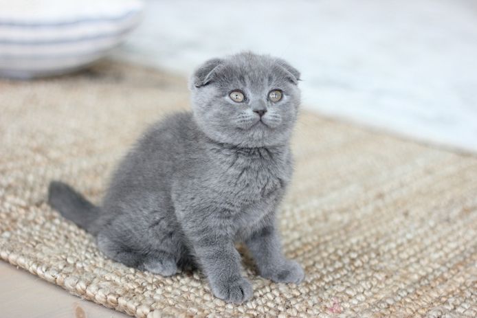 Kitten suchen neues zuhause