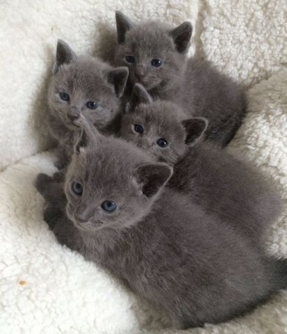 Kitten suchen neues zuhause