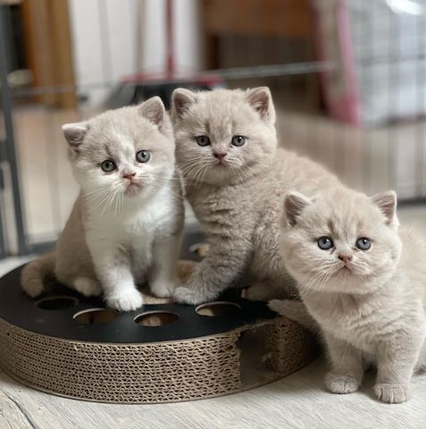 BKH- Mischlingskitten, 1 Mädchen und 1 Junge