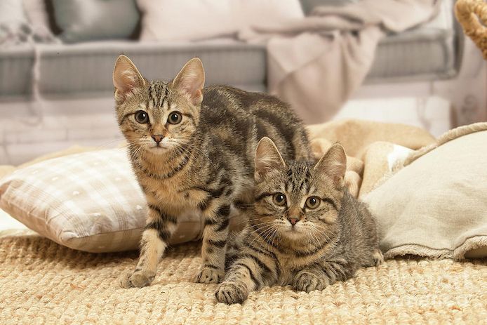 Maine coon in blue classik und rot Creme silver