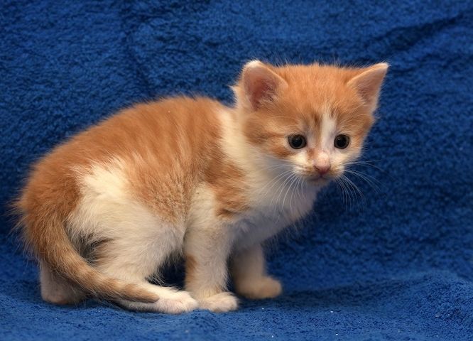 Maine coon in blue classik und rot Creme silver