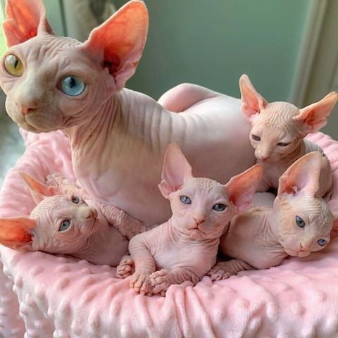 Wundervolle Devon Rex Kitten