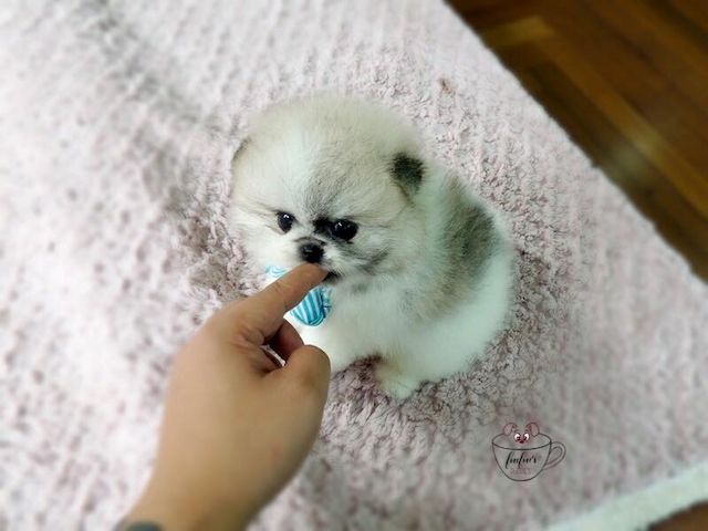 Liebevoll aufgezogene Pomeranian- Zwergspitz-Welpen suchen verantwortungsvolle Familien.