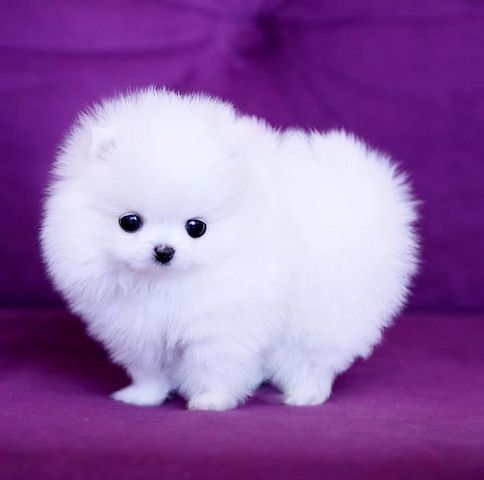 Pomeranian - Zwergspitz Welpen mit VDH Papiere vom Top-Züchter