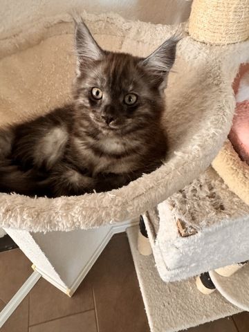 Katzen Babys