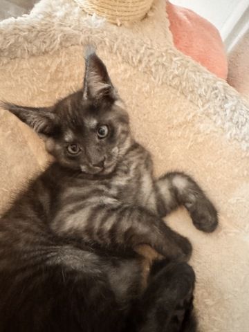 Katzen Babys