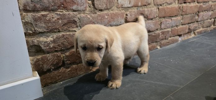 Labrador welpen