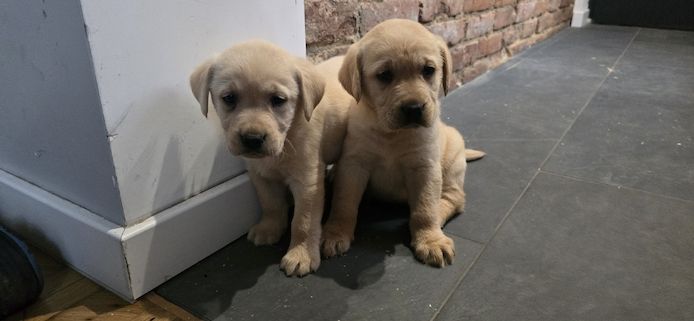 Labrador welpen