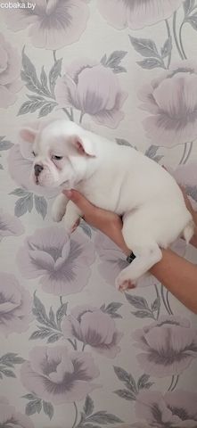 Französischer Bulldoggenwelpen.