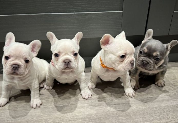 französische Bulldogge