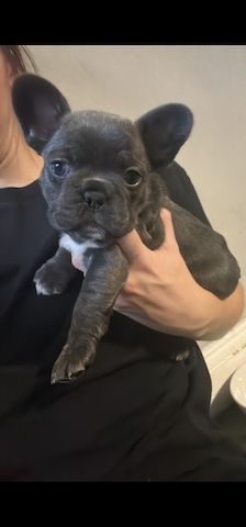 französische Bulldogge