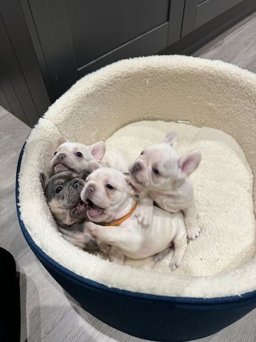 französische Bulldogge