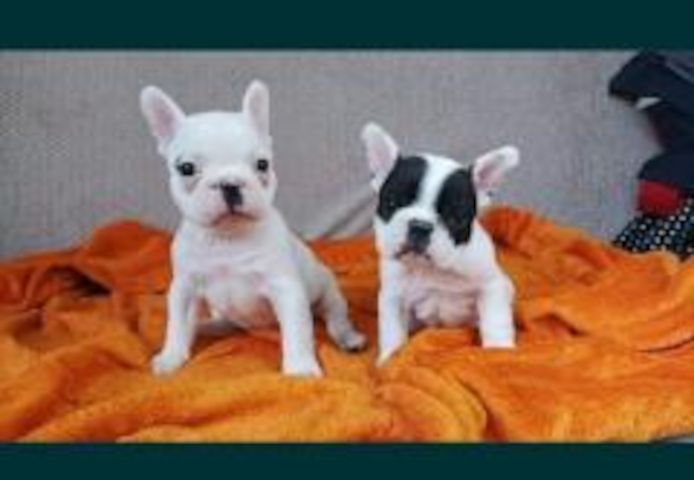 französische Bulldogge
