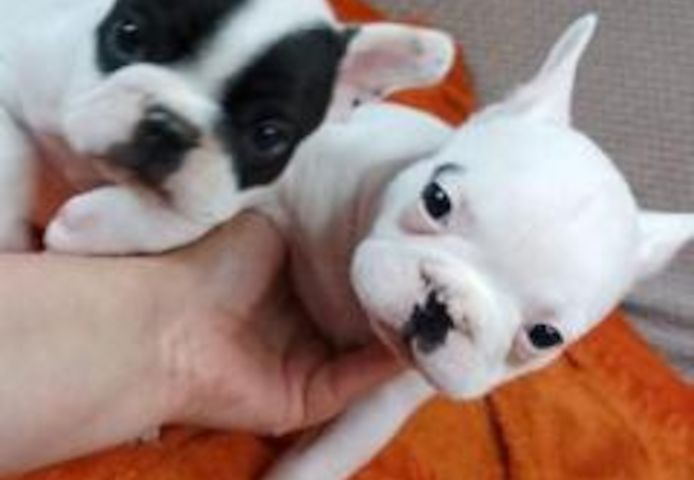 französische Bulldogge