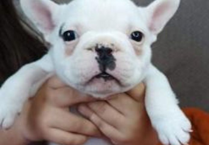 französische Bulldogge