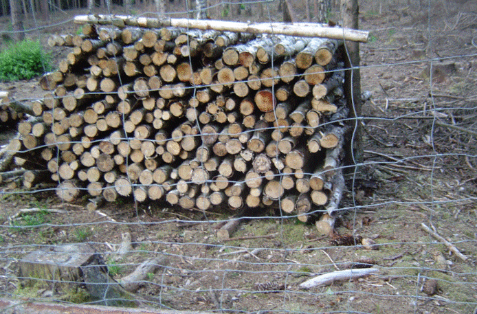 Birken Kamin/Feuerholz