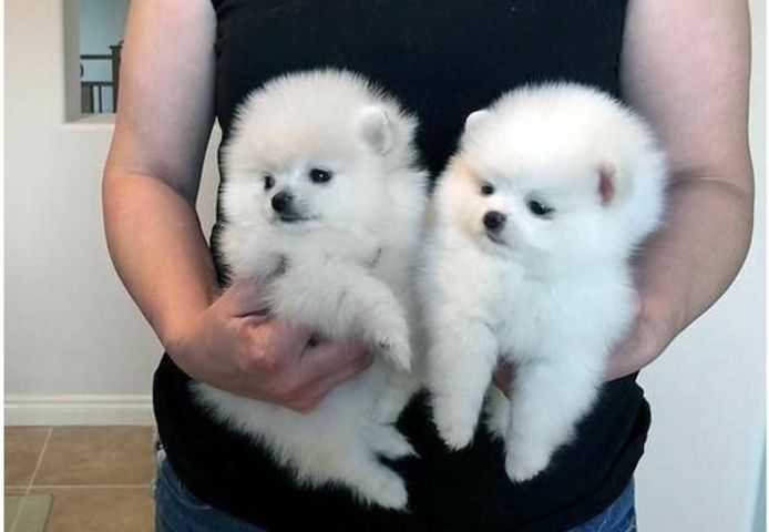 Pomeranian Zwergspitz Welpen ZUM VERSCHENKEN