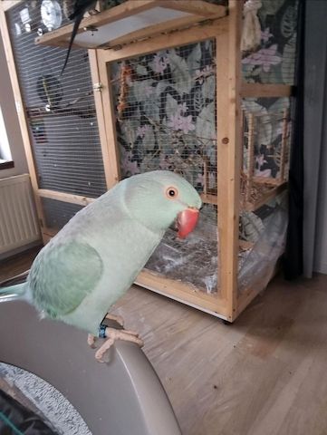 Halsbandsittich Pärchen
