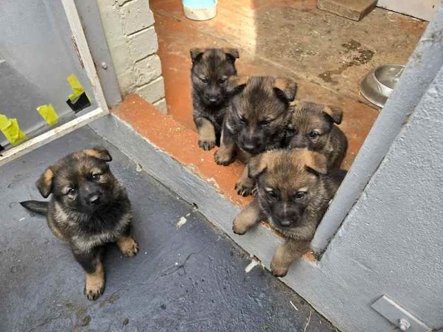5 wunderschöne Deutsche Schäferhundwelpen