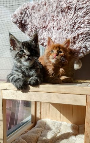 Sibirische Waldkatze/Neva Maskerade Kitten weiblich