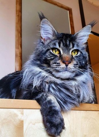Sibirische Waldkatze/Neva Maskerade Kitten weiblich