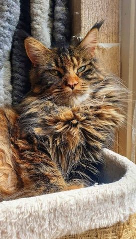 Sibirische Waldkatze/Neva Maskerade Kitten weiblich