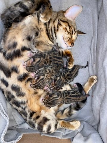 Abgabebereit! Letzter Bengal Kitten des Wurfs -reinrassig von offiziellen Züchter