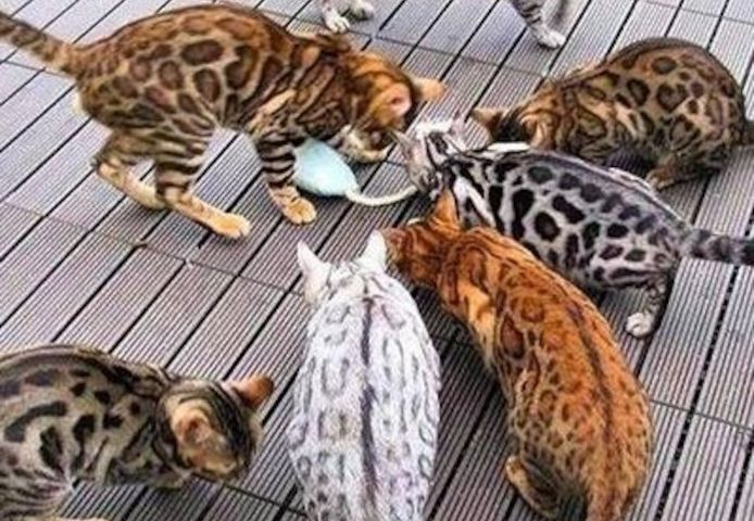 Bengal Kitten