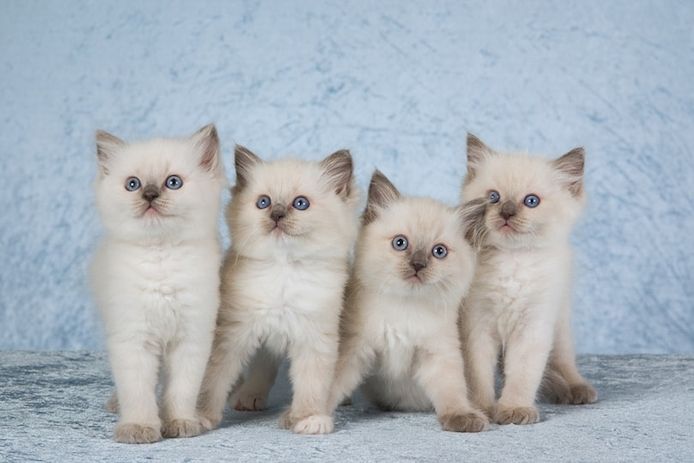 Schöne Ragdoll-Katze (Flash Point) ab sofort verfügbar