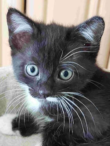 Siam Kitten Mix