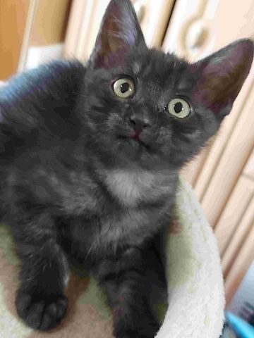 Siam Kitten Mix