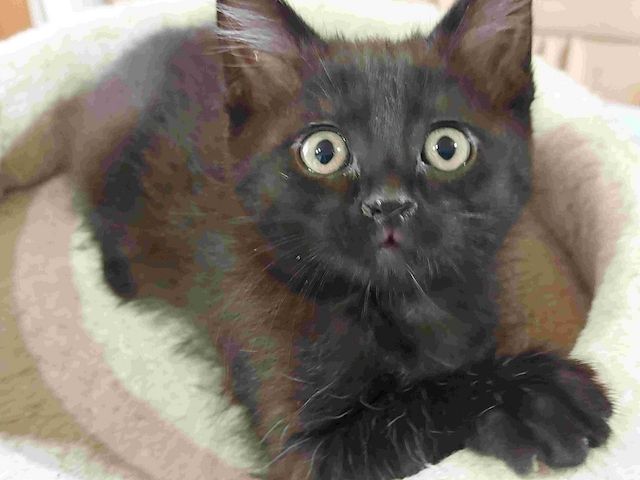 Siam Kitten Mix