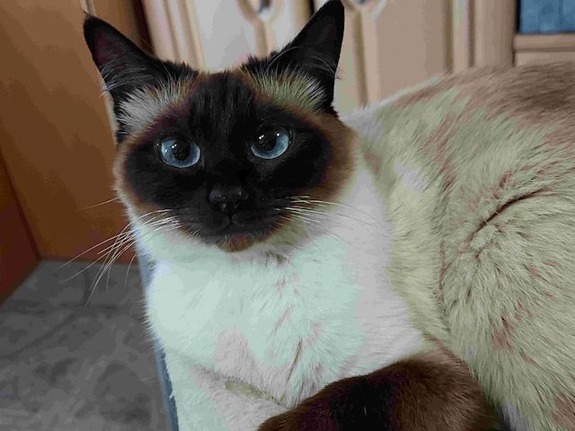 Siam Kitten Mix