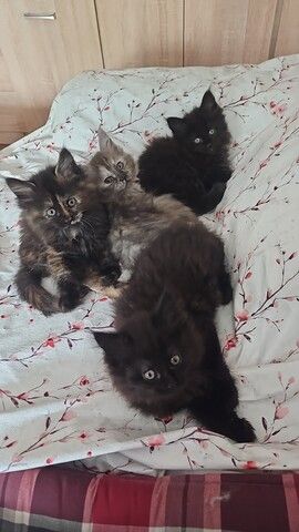 4 wunderschönen Maine Coon Kätzchen suchen ein liebevolles Zuhause