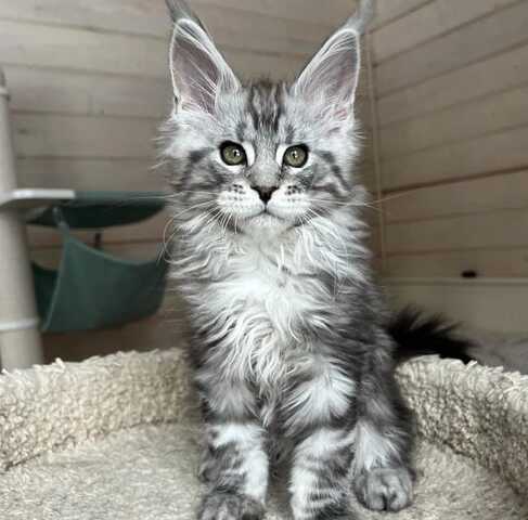maine coon kitten